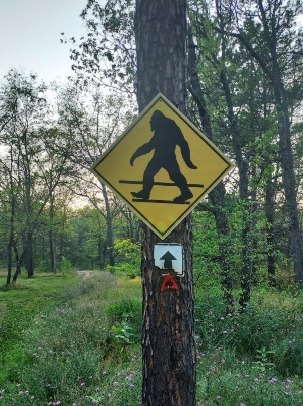 You never know what you'll find on ATV trails at our forest cabin rentals in Hale, MI.
